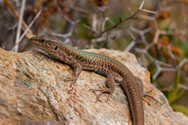 istock The sand lizard also known as Lacerta agilis sitting on a rock, Greece. 1285081925