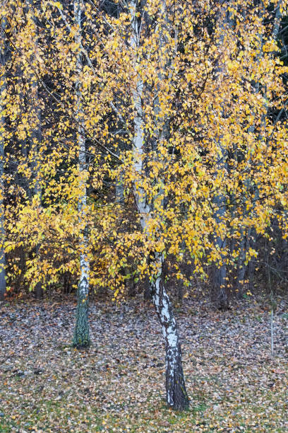 Autumn landscape. Birch the grove. White tree trunks. Autumn landscape. Birch the grove. White tree trunks. birch gold group reviews website stock pictures, royalty-free photos & images