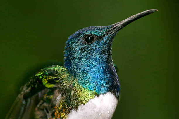 istock Hummingbird, Maquipucuna Cloud Forest Reserve, Ecuador 1285082197