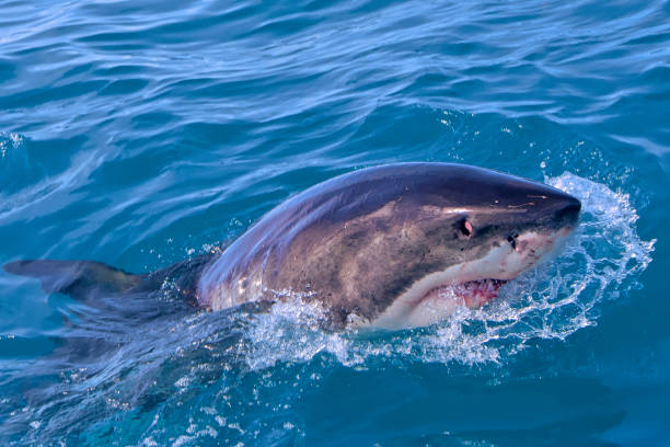 istock Great White Shark, Gansbaai, South Africa 1285082252