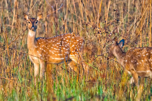 istock Spotted Deer, Royal Bardia National Park, Nepal 1285082253