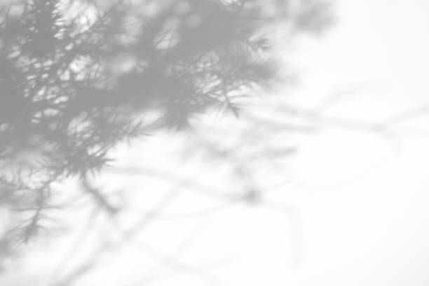 istock shadows of fir tree branches on a white wall 1285083409
