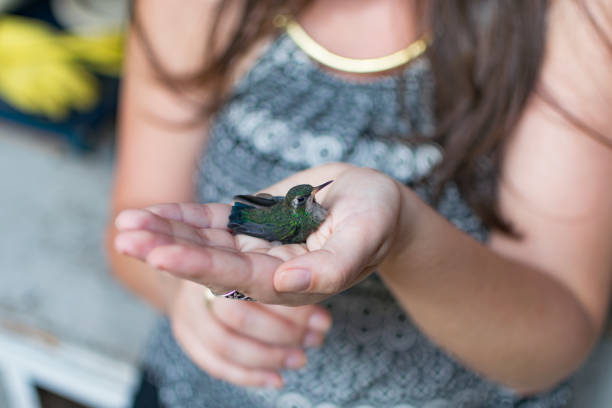Hummingbird landing in the hands of a woman.  Free Bird.