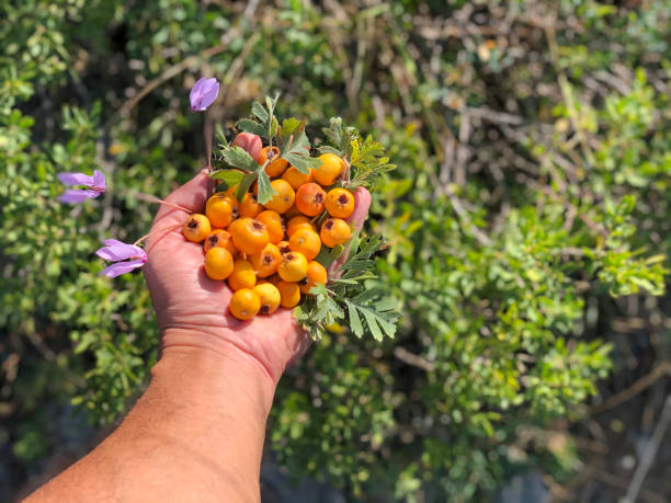 istock beneficial yellow hawthorn fruit 1285083712