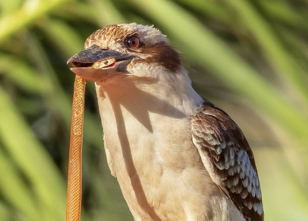 Australian Kookaburra v Eastern Brown Snake An Australian Kookaburra slowly overcomes his Eastern Brown Snake opponent. kookaburra stock pictures, royalty-free photos & images