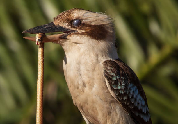 istock Australian Kookaburra v Eastern Brown Snake 1285084660
