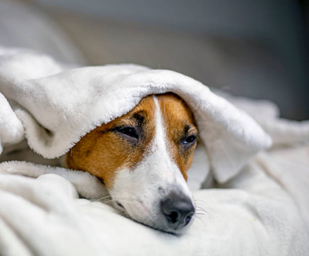 istock sick jack russell terrier lies with a white blanket thrown on top, comfort, 1285084706