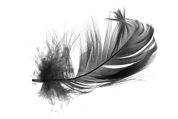 Black feather on white background Black feather on white background crow bird photos stock pictures, royalty-free photos & images