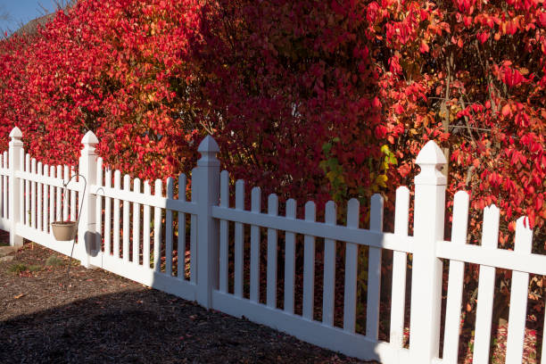 istock White fence with red bushes 1285085367