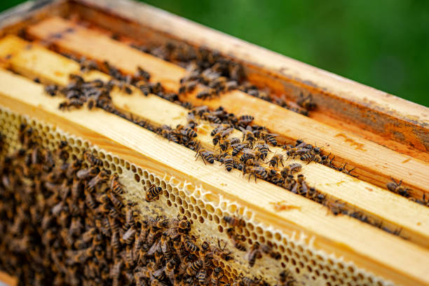 istock Hive over honeycomb. Working bees over special frame for collecting honey. Closeup. Useful insects. 1285086251