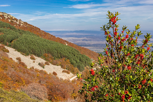 autumn landscape with holly and mountains in the background