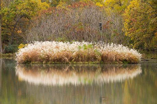 A scenic pond landscape in autumn.