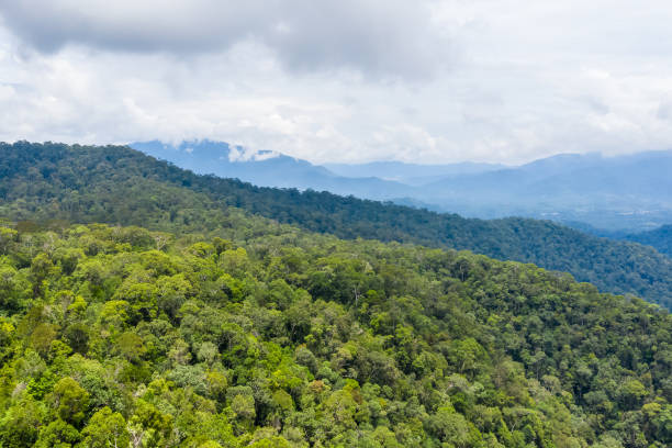 istock Aerial view of the Borneo rainforest. 1285086941