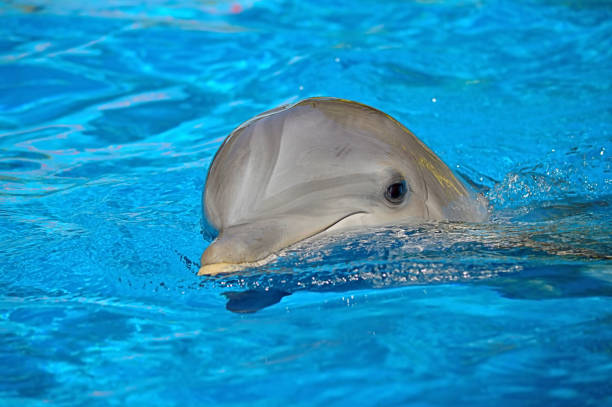 istock Bottlenose dolphin swimming on the surface 1285088199