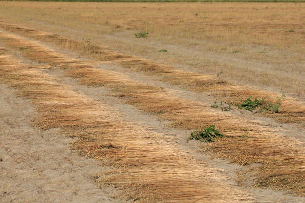 istock flax plants are drying at the fields in the netherlands in summer 1285088557