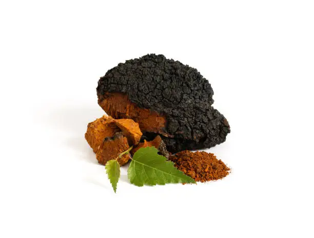 Photo of Chaga mushroom isolated on a white background. Chopped chaga pieces, chaga powder and green birch leaf.