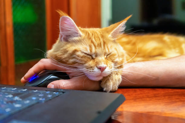 istock Red cat of Maine Coon breed sleeping on human hand with computer mouse on table near laptop at home. Freelance, work from home, distance work concept 1285088672