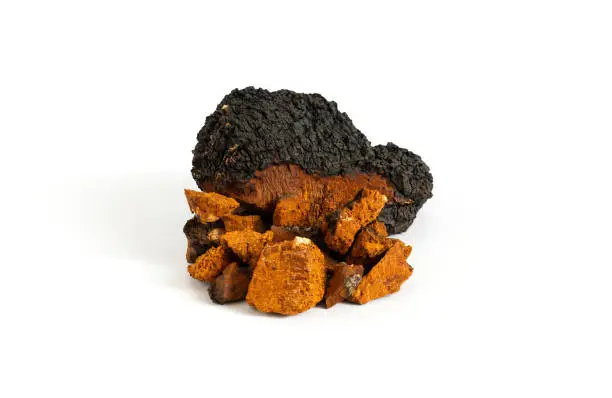 Photo of Chaga mushroom isolated on a white background. Chopped pieces of chaga mushroom.