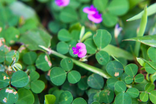 istock Flower view in close up for Macro Photography 1285091338