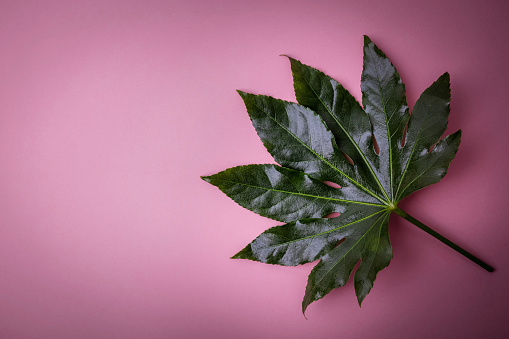 glossy green leaf on pink background. top view copy space