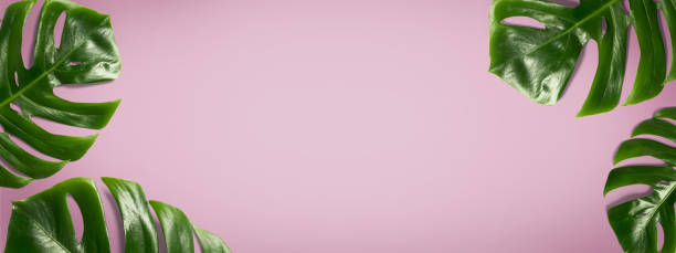 istock green monstera leaf on pastel pink background. tropical leaves banner 1285091671
