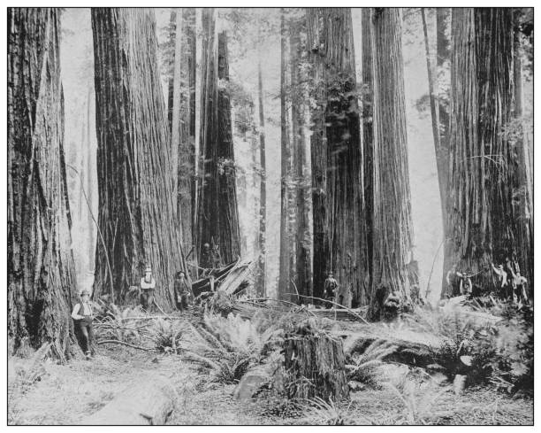 Antique black and white photo of the United States: Oregon forest