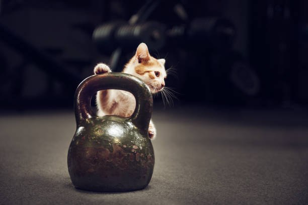 kot i kettlebell na siłowni - exercising sports training sport gym zdjęcia i obrazy z banku zdjęć