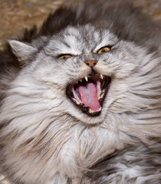 close-up of mouth of yawning black cat