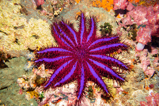 Crown of Thorns Starfish (Purple Variant)