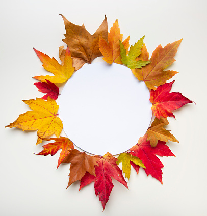 Beautiful colorful autumn leaves around the white circle paper template on white background.