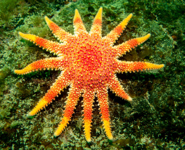 istock Sunstar - St Abbs Scotland 1285095157