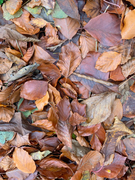 istock Close Up of Autumn Leaves 1285096029