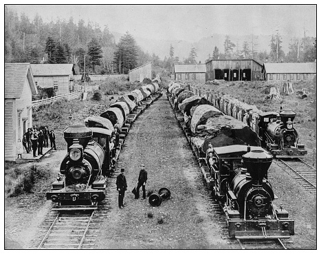 Antique black and white photo of the United States: Trains loaded with Giant Sequoia tree trunks near Yosemite