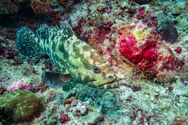 istock Potato Grouper, Maldives 1285097707