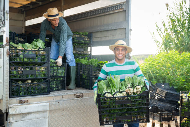 istock Men loading harvested bok choy in truck 1285099264