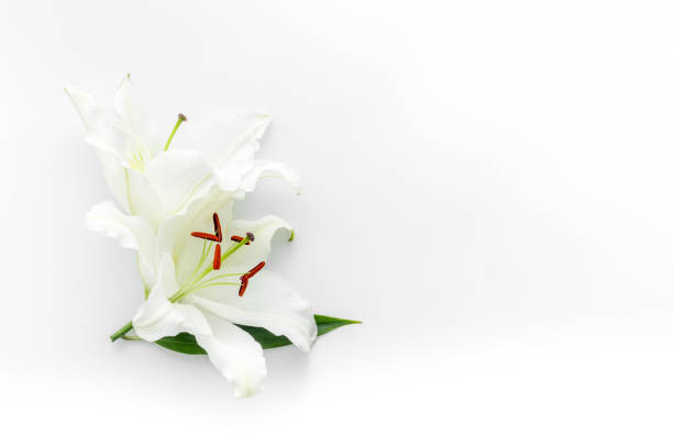 istock Condolence card with white flowers lily, from above 1285099426