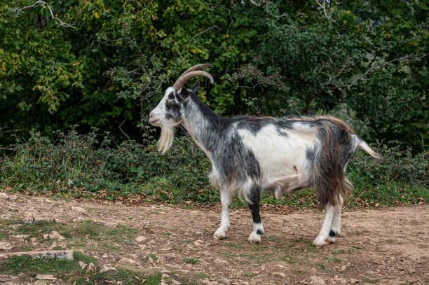 istock Wild British Primitive Feral Goat 1285099601