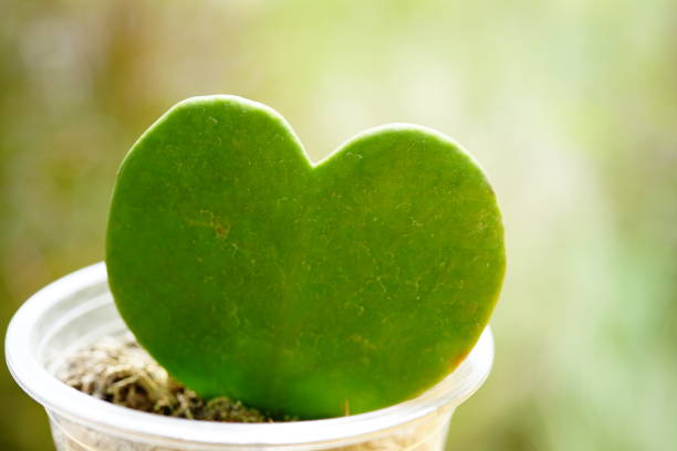 Close-up Heart shaped leaf plant in small pot