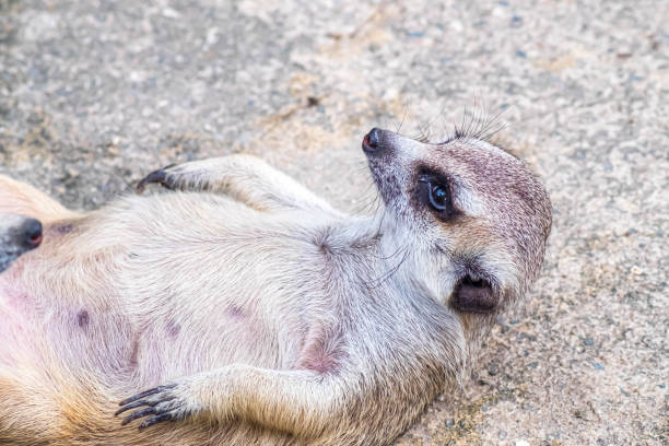 istock Cute meerkat suricata lie on ground relax time 1285100537