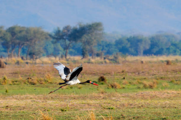 Saddle-billed Stork (Ephippiorhynchus senegalensis) flies in the floodplains of the Zambezi River in Mana Pools National Park in Zimbabwe