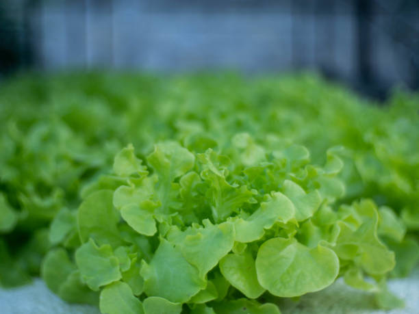 istock Organic vegetables of various sizes 1285102026