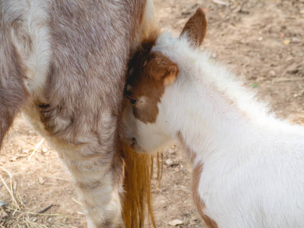 istock The horse's head ducks her leg. 1285102110