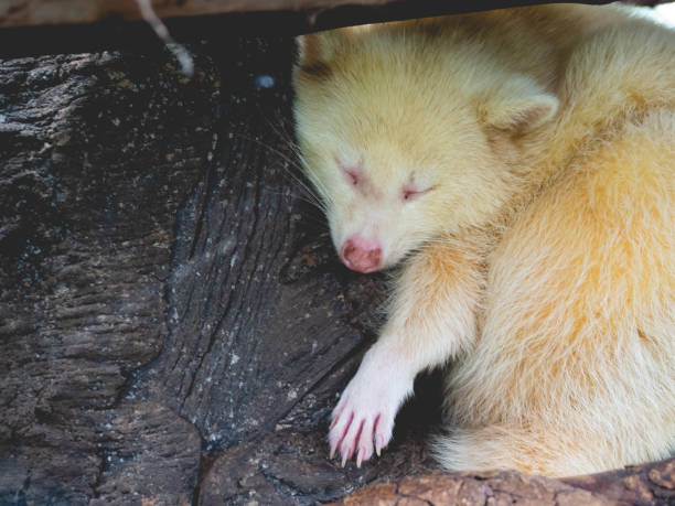 istock A furry animal sleeping on a tree 1285102135
