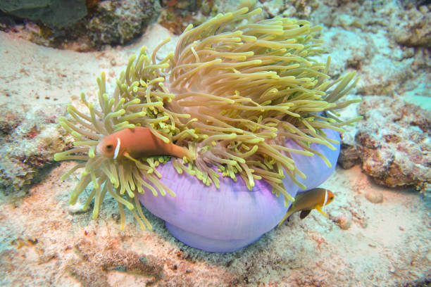 istock Pink skunk clownfish, The Maldives 1285102371
