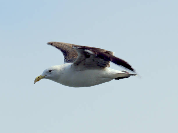 istock An immature Kelp Gull with a deformed beak in flight against a blue sky 1285102949
