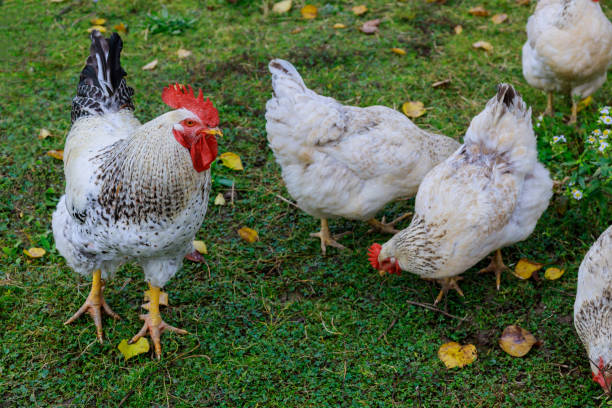istock White chickens and rooster walking on green grass. 1285103011