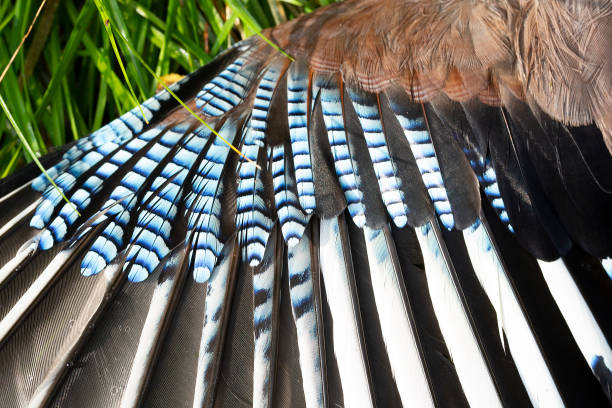 Wing of  Eurasian jay with typical colored wing coverts Garrulus glandarius eurasian jay photos stock pictures, royalty-free photos & images