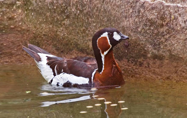 istock Red-breasted Goose, Branta ruficollis, relaxing on the water 1285103837