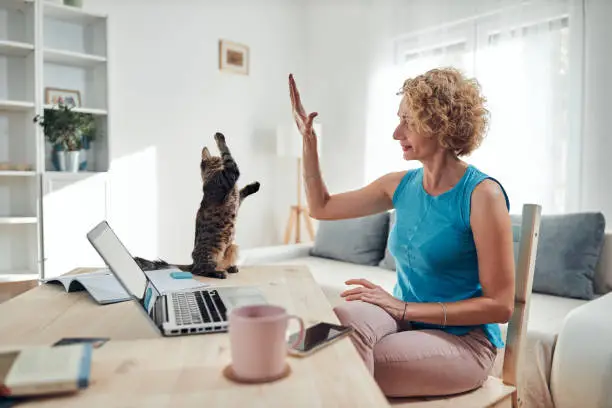 Photo of Woman working from home on a laptop / notebook with cat pet with her.