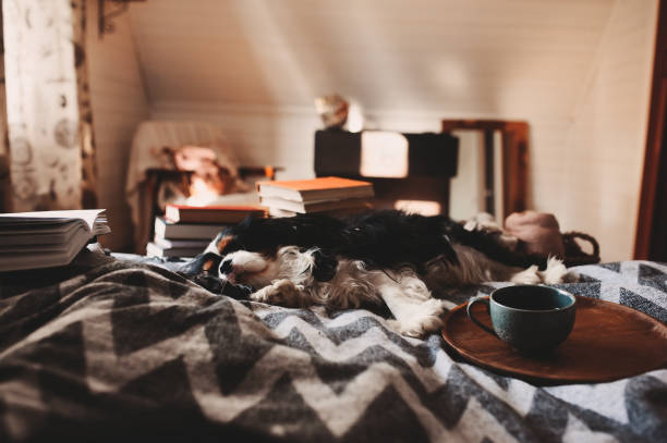 przytulny zimowy dom z psem śpiącym na łóżku na ciepłym kocu, książką i filiżanką herbaty. autentyczne wnętrze domu. - winter chalet snow residential structure zdjęcia i obrazy z banku zdjęć